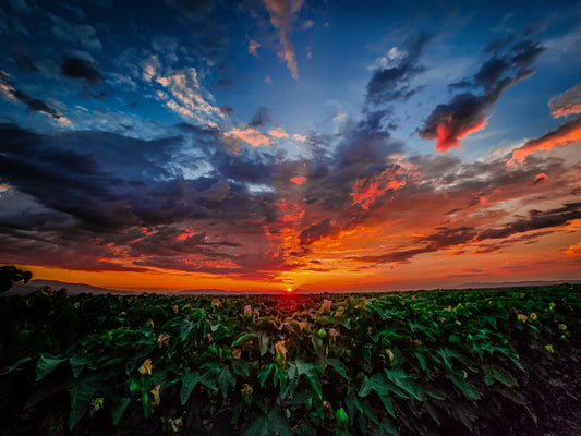 Why Choose Gila Oasis Nutrition? - A Message From Our Founder