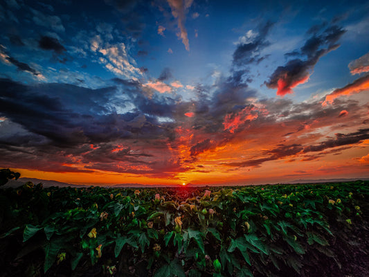 The 2026 Guide to Multivitamins for Immunity and Healthy Aging – Nova Noir Vitali Core Blog